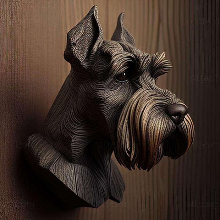 Animals Zwergschnauzer dog